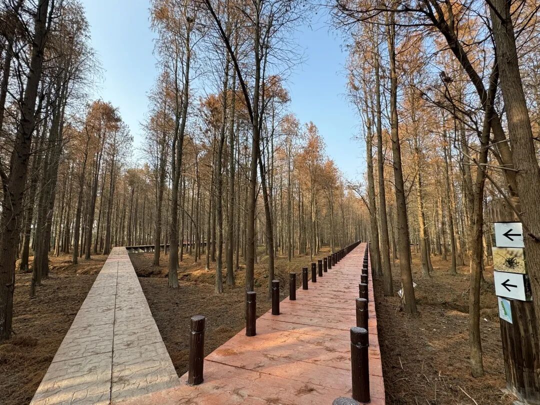 1亩!青浦新添一处开放式休闲林地