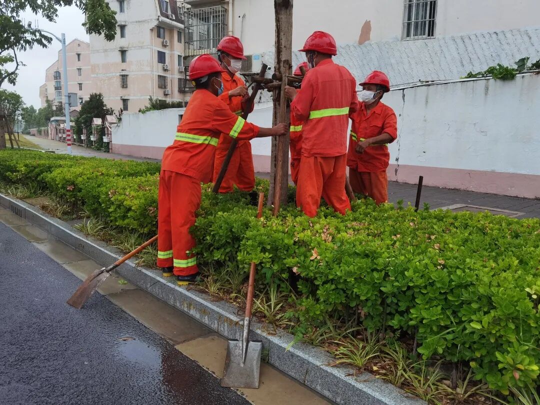台风天,绿化养护工人为树木强基加固