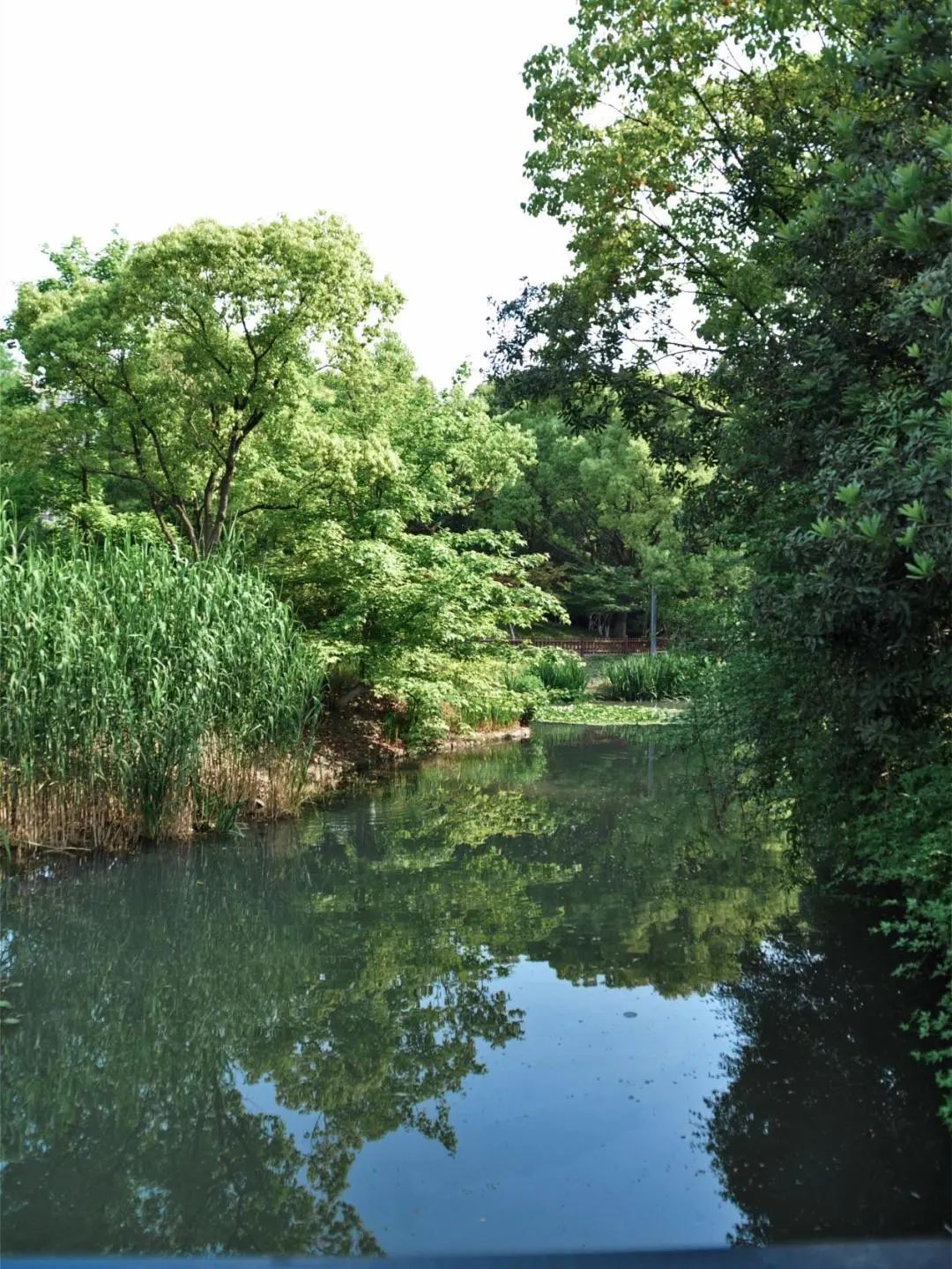 南箐园,上海青浦新城最具特色的城市森林湿地公园