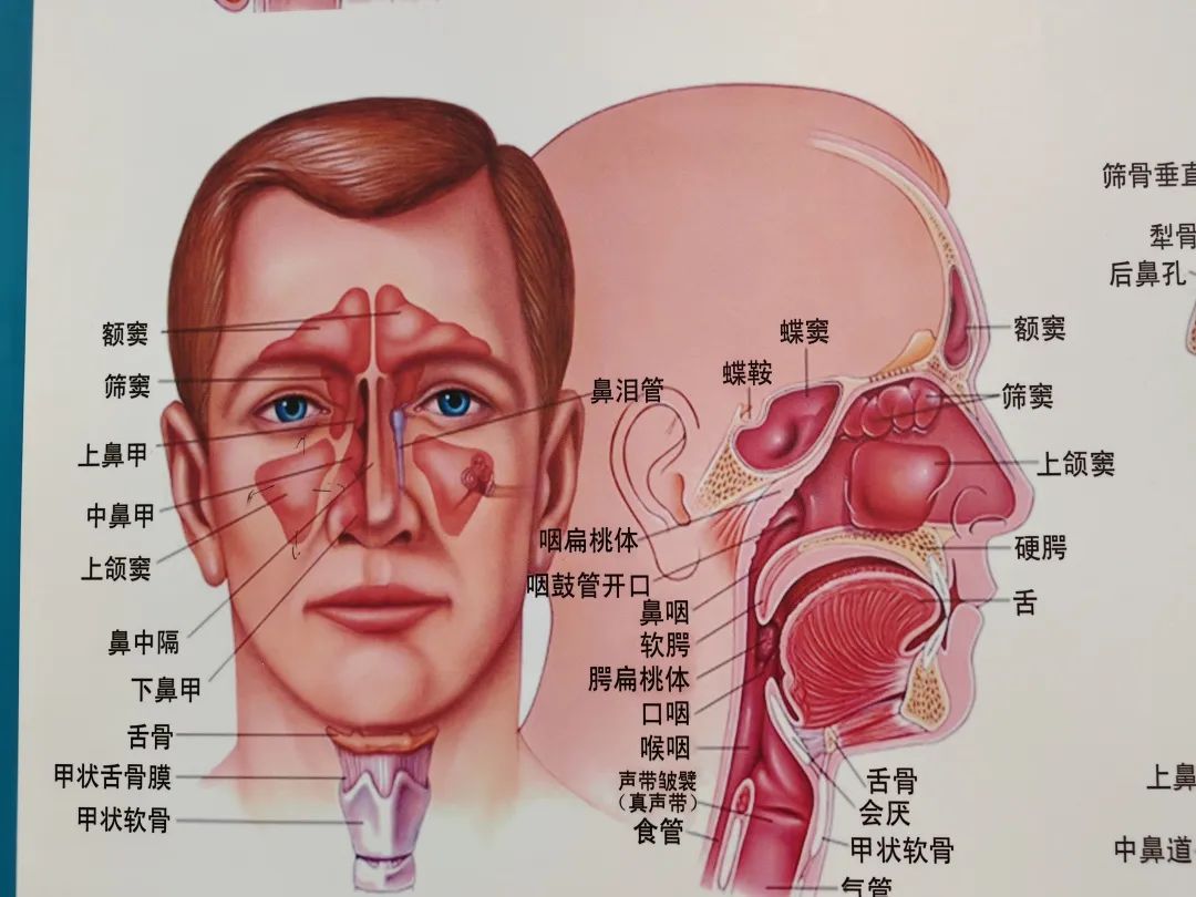 张嘴看到了会厌图图片