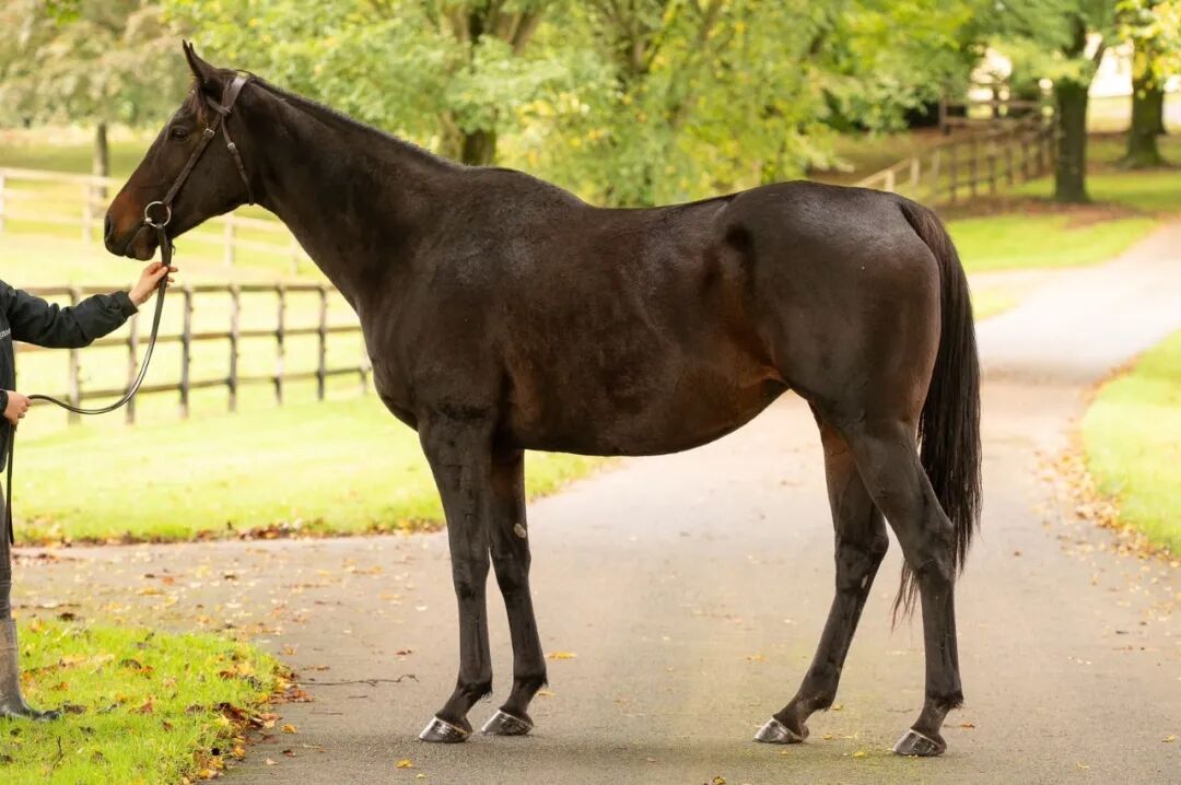 4700万人民币一匹的繁育母马马坛大佬连买两匹