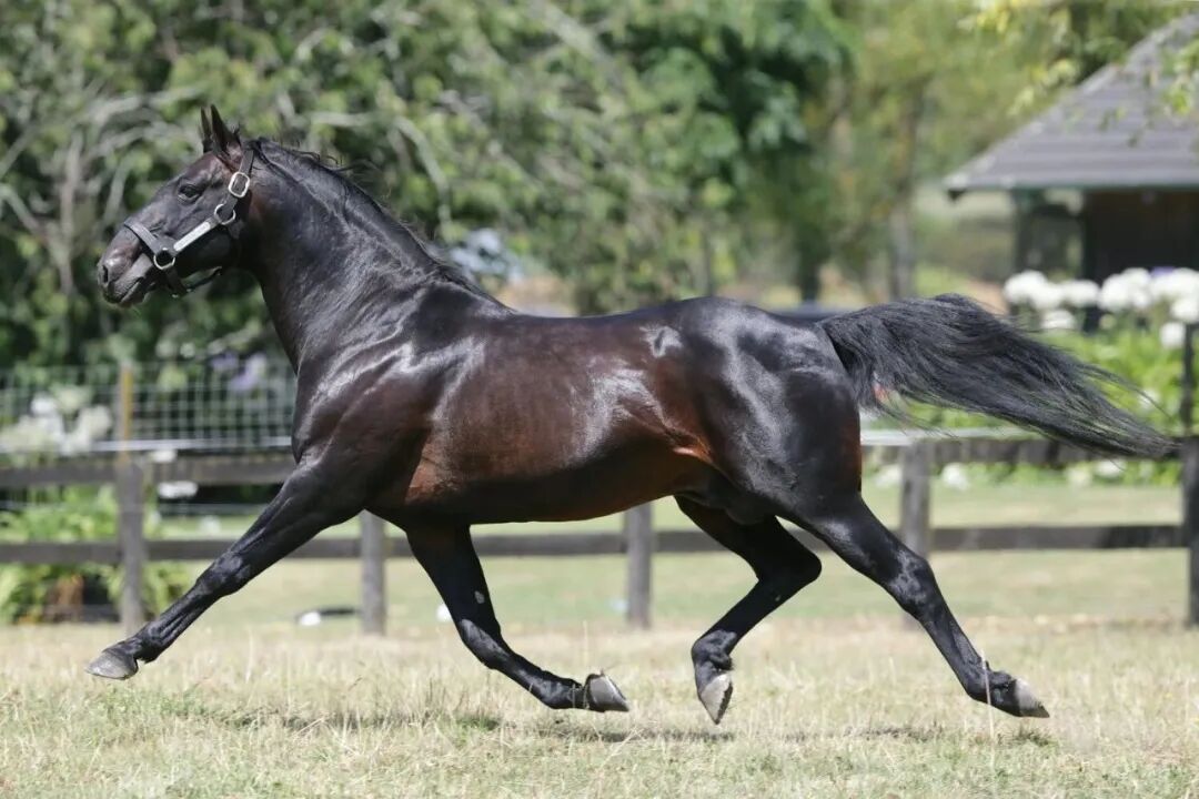 新疆将迎来一匹世界级顶尖血统走马王国福新西兰拍卖会重金购入