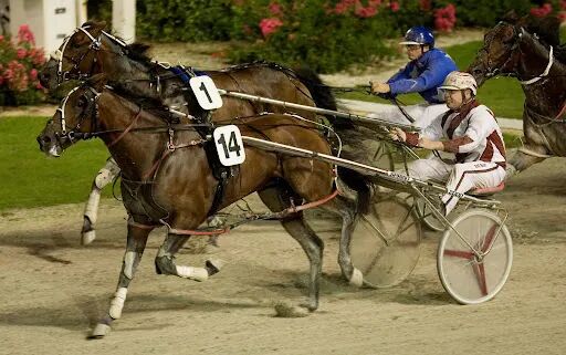 新疆迎来5冠新西兰走马种公马2024配种季助力乡村振兴