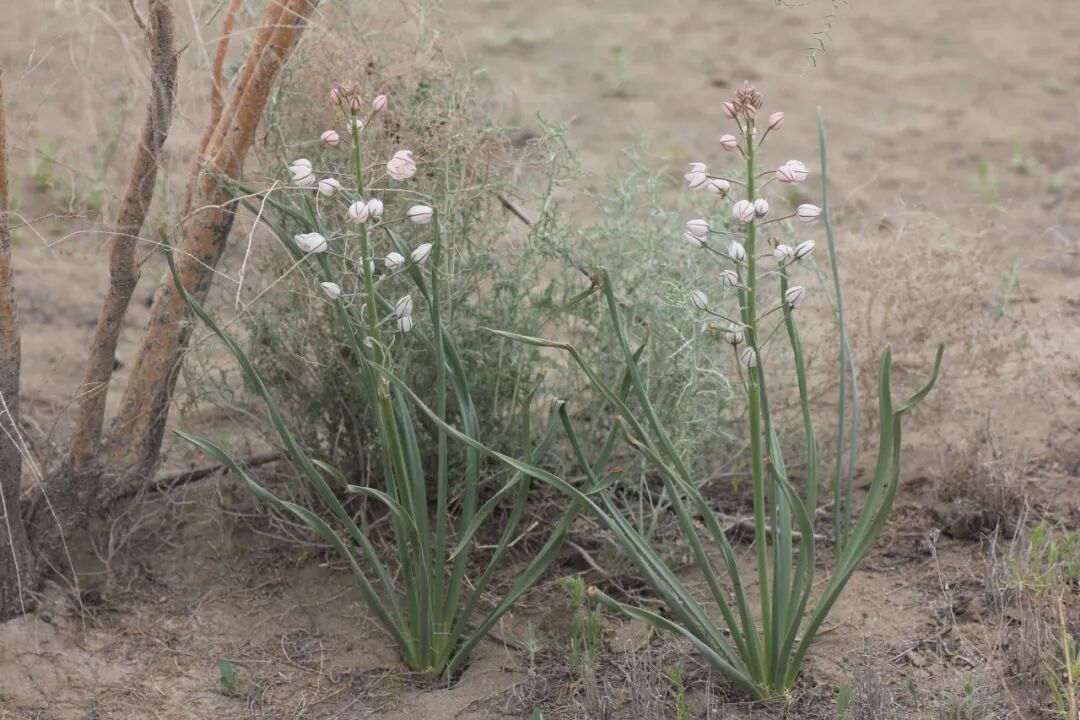 异翅独尾草（上）