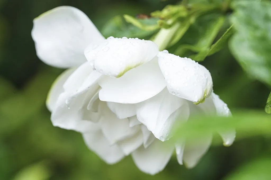 馋哭了 初夏时光 这道用花做的美食上市了 钱江晚报 微信公众号文章阅读 Wemp