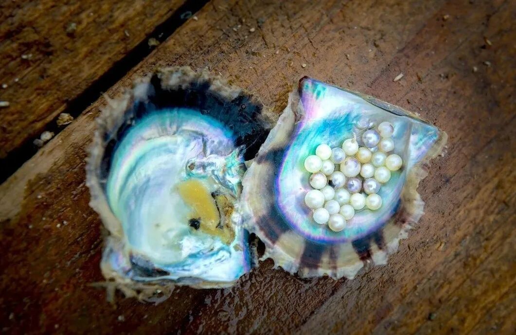 马氏珠母贝是世界上海水珍珠主要贝种。陈北跑 摄