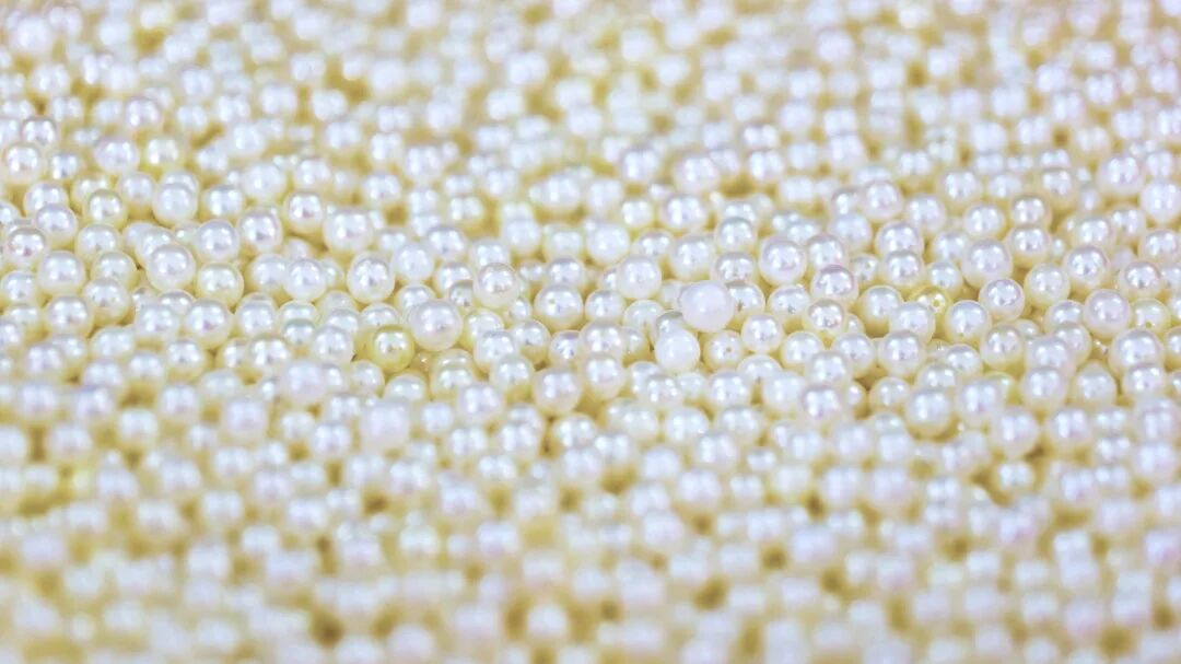 南珠圆润饱满富有光泽。陈文 摄