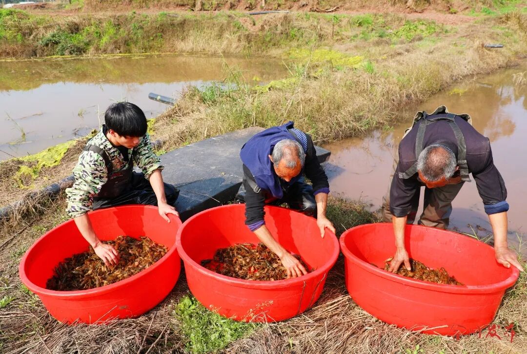 虾农抢抓时节捕捞的优质早春虾_副本.jpg