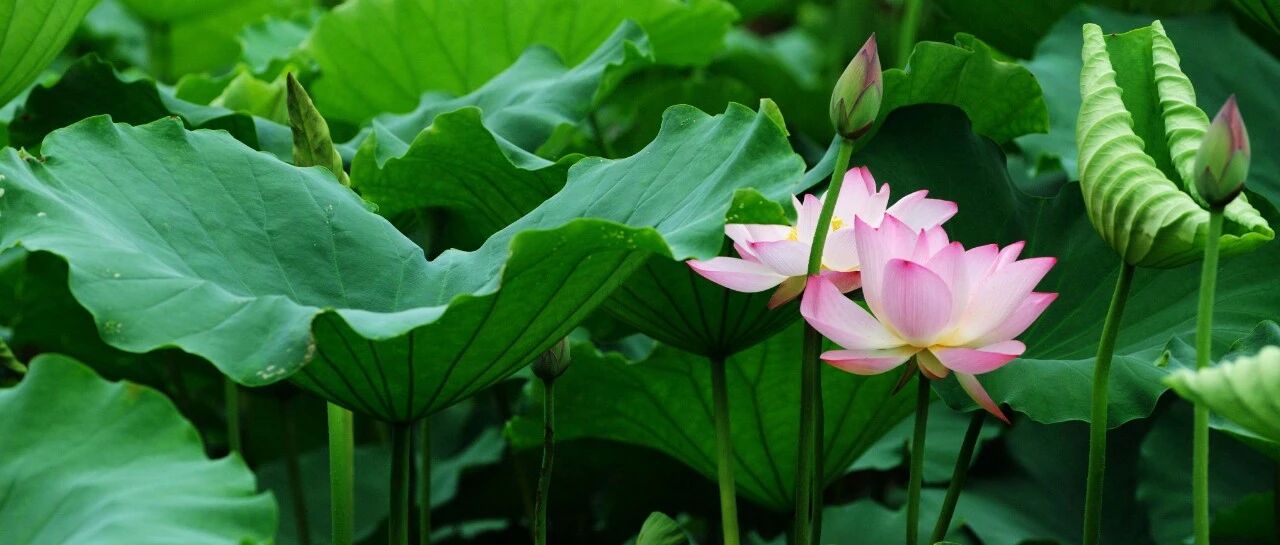 【节气养生】小暑时节，名中医推荐您吃点“水下食物”