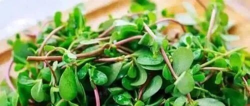 【药食同源】这种清热“凉草”你吃过吗？