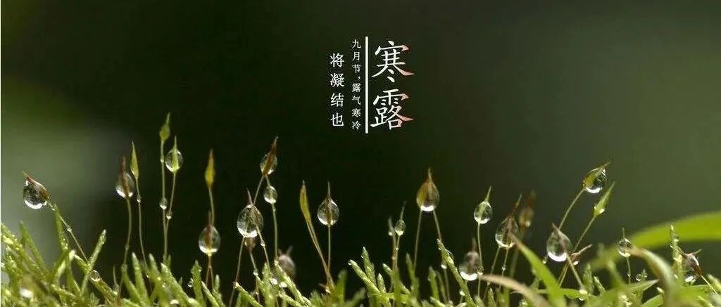 【节气养生】今日寒露：露气寒冷，将凝结也