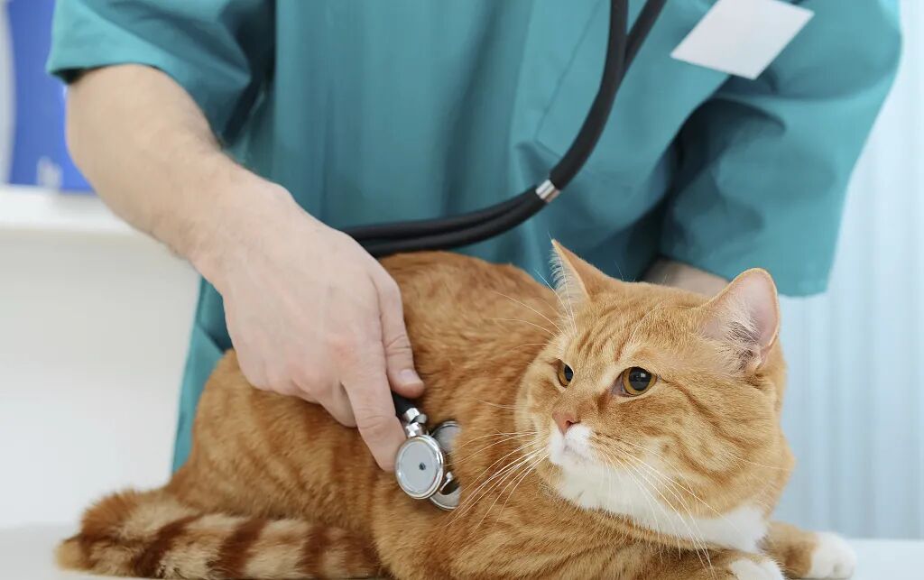 宠物呼吸麻醉怎么收费宠物绝育，你需要知道的这些事儿！_https://www.jmylbn.com_新闻资讯_第12张