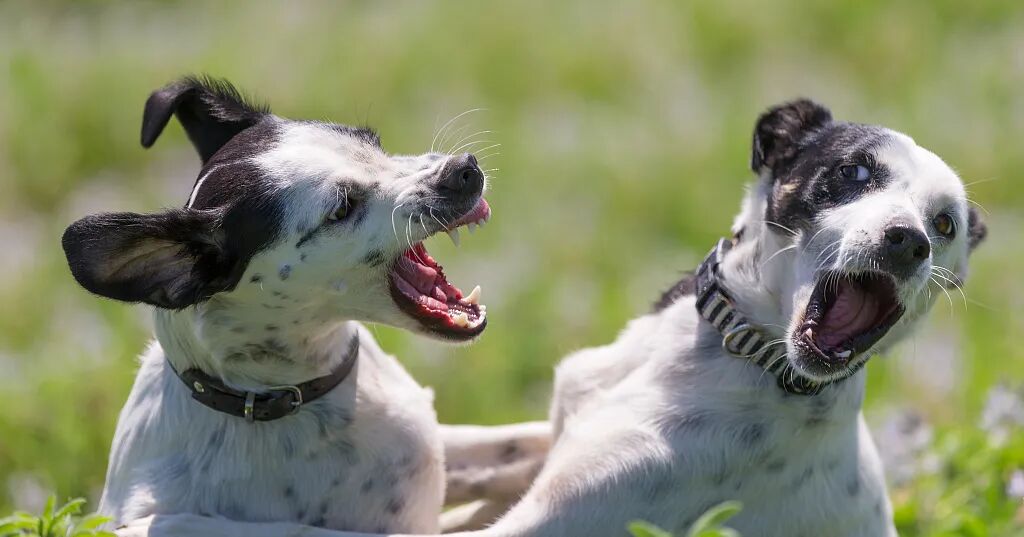 宠物呼吸麻醉怎么收费宠物绝育，你需要知道的这些事儿！_https://www.jmylbn.com_新闻资讯_第5张