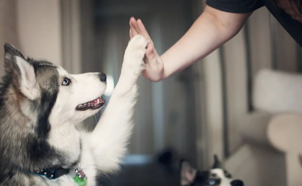 宠物呼吸麻醉怎么收费宠物绝育，你需要知道的这些事儿！_https://www.jmylbn.com_新闻资讯_第16张