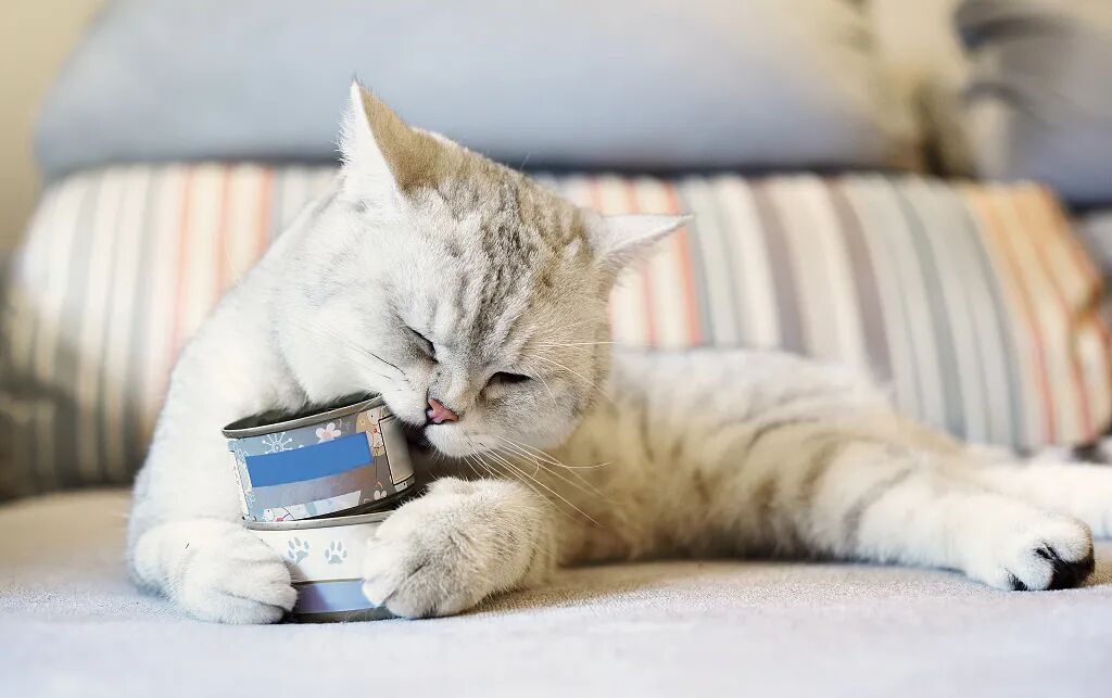 宠物呼吸麻醉怎么收费宠物绝育，你需要知道的这些事儿！_https://www.jmylbn.com_新闻资讯_第10张