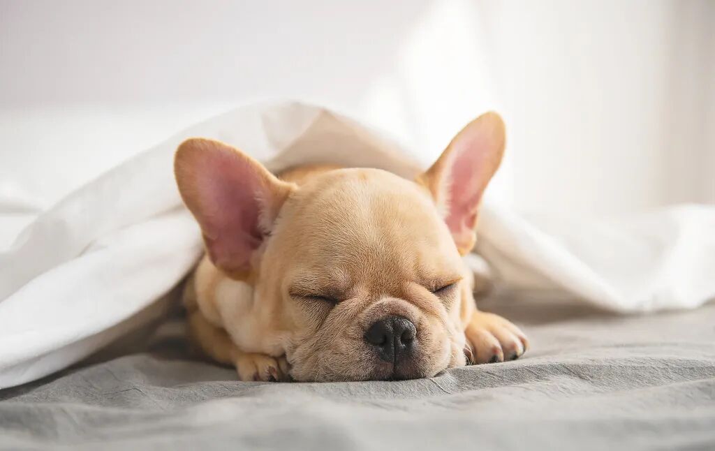 宠物呼吸麻醉怎么收费宠物绝育，你需要知道的这些事儿！_https://www.jmylbn.com_新闻资讯_第15张