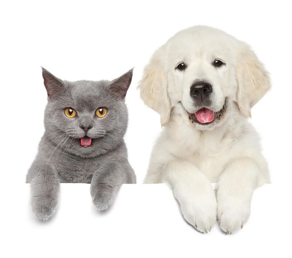 宠物呼吸麻醉怎么收费宠物绝育，你需要知道的这些事儿！_https://www.jmylbn.com_新闻资讯_第3张