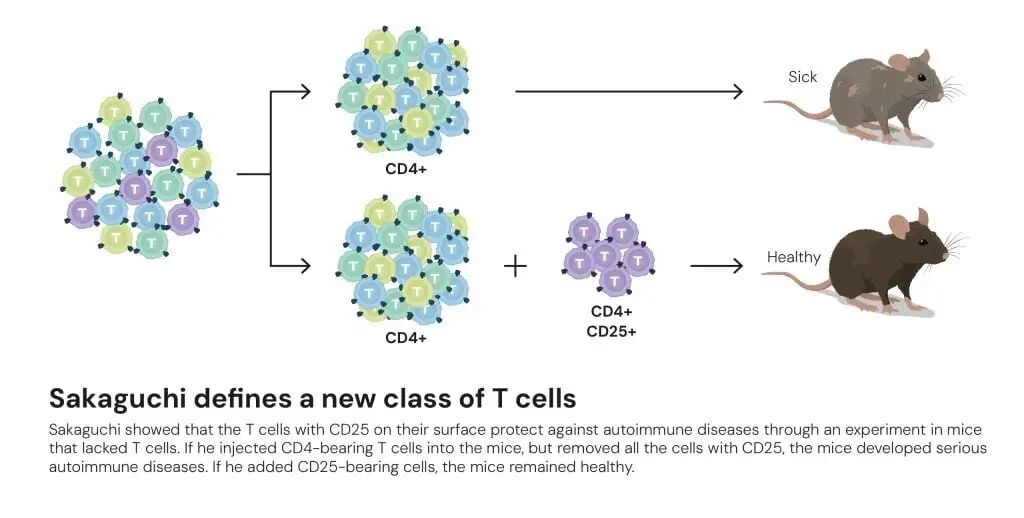 插图：Sakaguchi 定义了一类新的 T 细胞