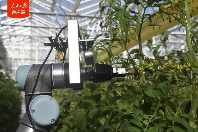 引领性突破！机器人育种家“吉儿”问世