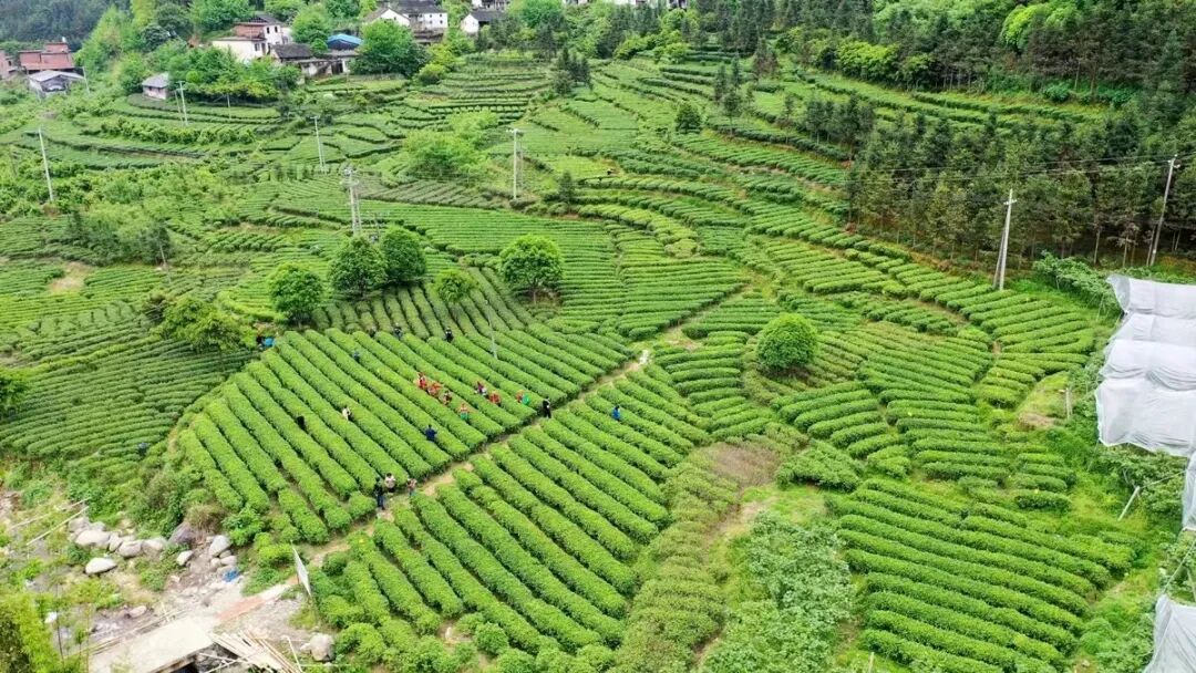 广西桂林市灌阳县人民政府门户网站 www.guanyang.gov.cn