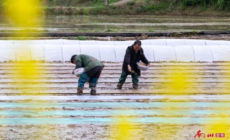 2、2026年3月21日，重庆市南川区木凉镇云都寺村，村民们抢抓农时开展水稻育秧作业，田间一派繁忙景象。_副本.jpg