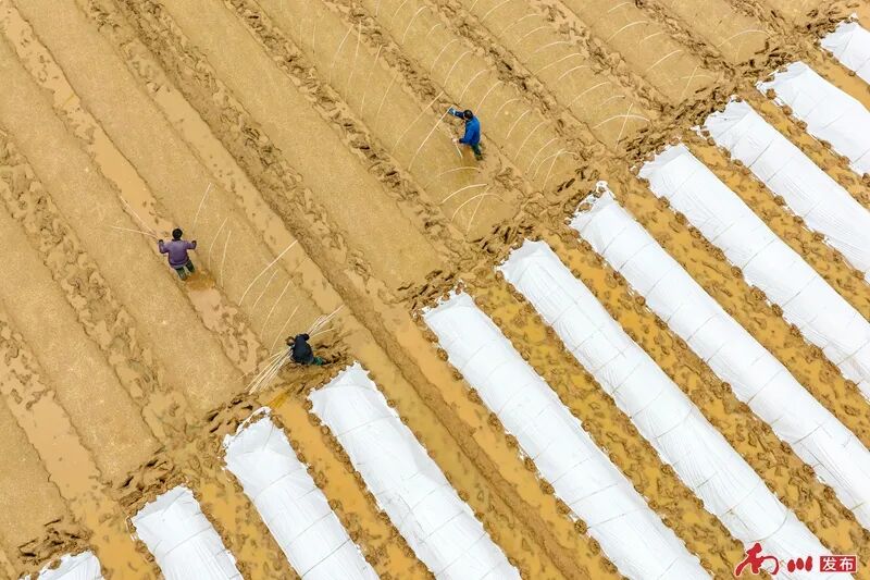 2026年3月21日，重庆市南川区兴隆镇金花村春意盎然，村民们忙碌着整田、播种、育秧，为即将到来的水稻春耕做准备。（无人机照片）胡波.jpg