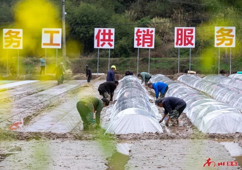 5、2026年3月21日，重庆市南川区木凉镇云都寺村，村民协作搭建育秧拱棚，覆盖薄膜为稻种筑牢保温保湿 “防护墙”。_副本.jpg