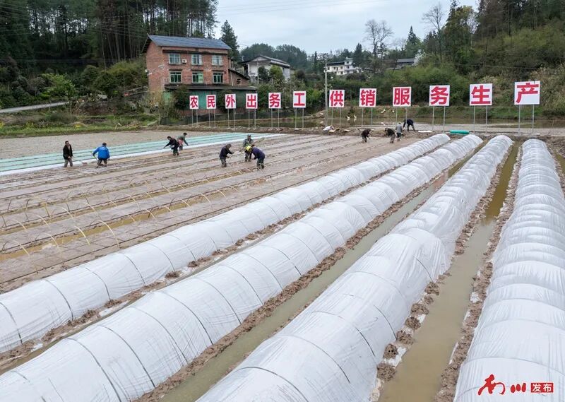 1、2026年3月21日，重庆市南川区木凉镇云都寺村，村民们抢抓农时开展水稻育秧作业，田间一派繁忙景象。_副本.jpg