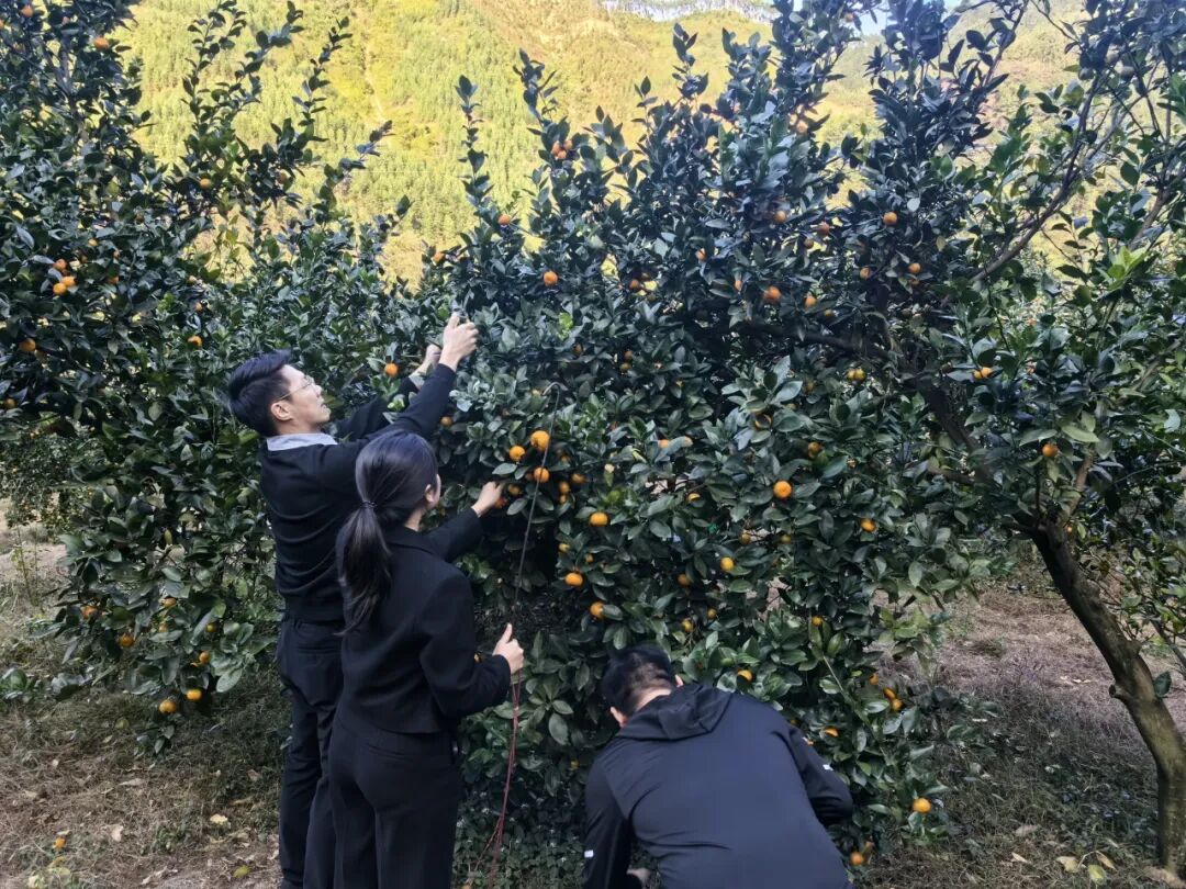 雄远党建｜党建引领促发展 乡村振兴新路径——我所党支部赴阳山县七拱镇合上村开展“百所兴百村”系列活动