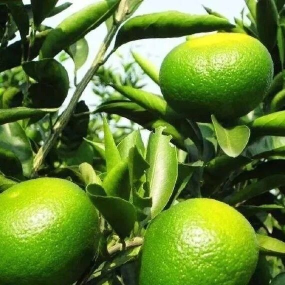 “铁胃”也难扛住的12种烧心食物，胃不好的人都少吃点吧！