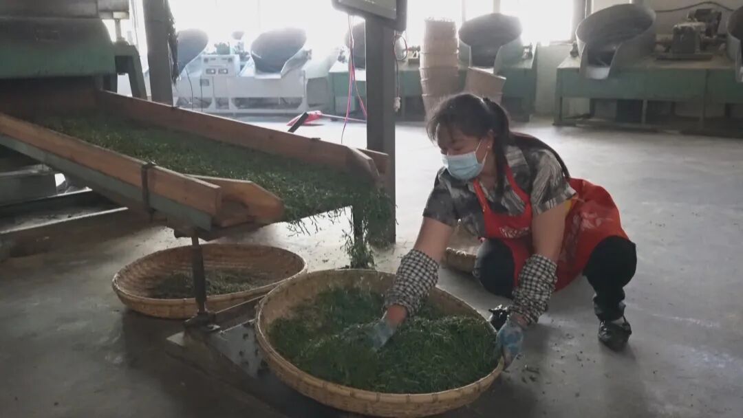_乡村振兴富农让人愿意回_乡村振兴茶叶