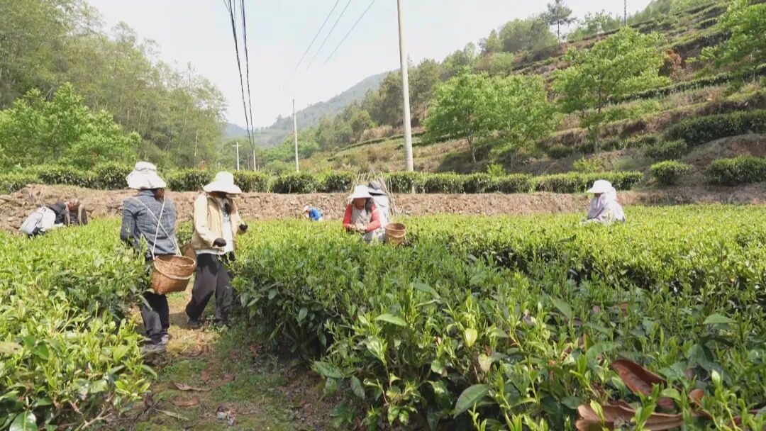 _乡村振兴茶叶_乡村振兴富农让人愿意回