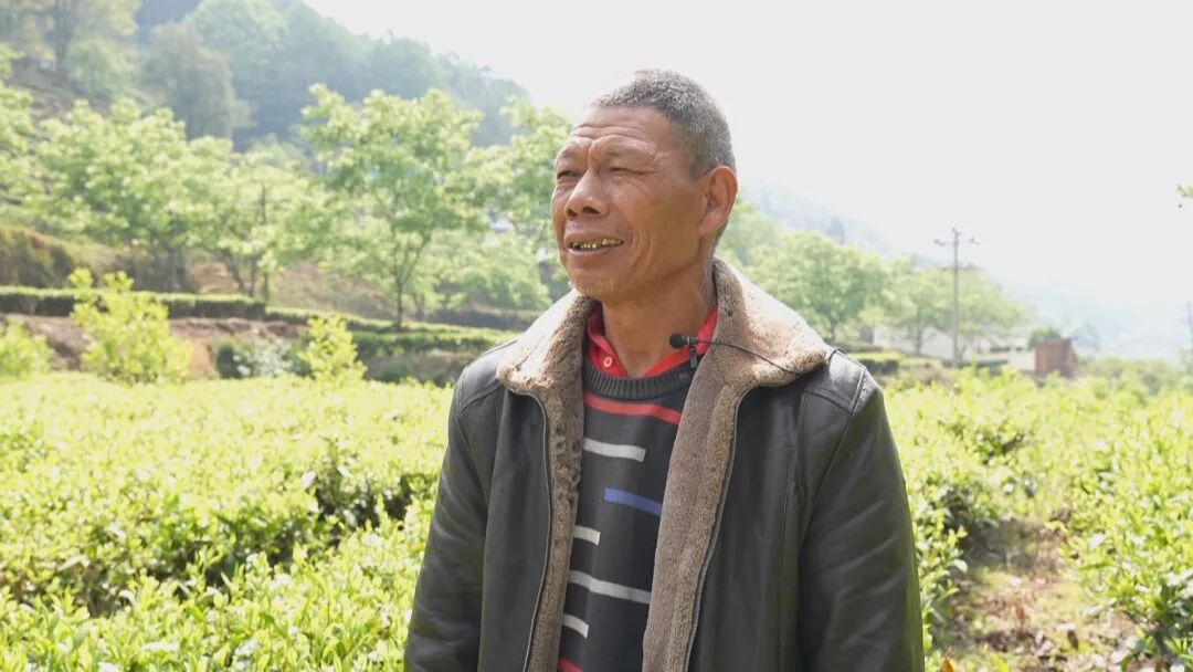 _乡村振兴富农让人愿意回_乡村振兴茶叶
