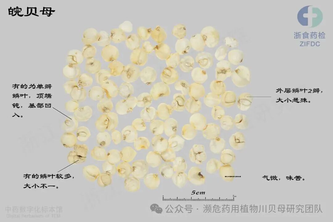 皖贝母2024-11-29 拷贝.jpg