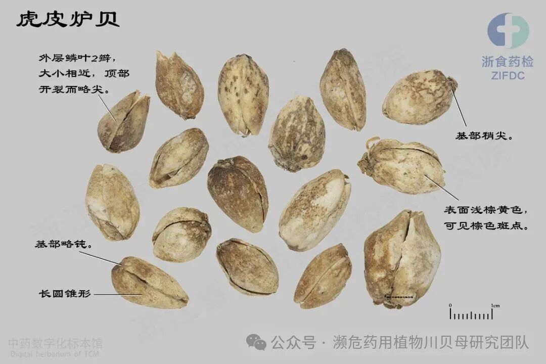 虎皮炉贝01-梭砂贝母2024-11-27 拷贝.jpg