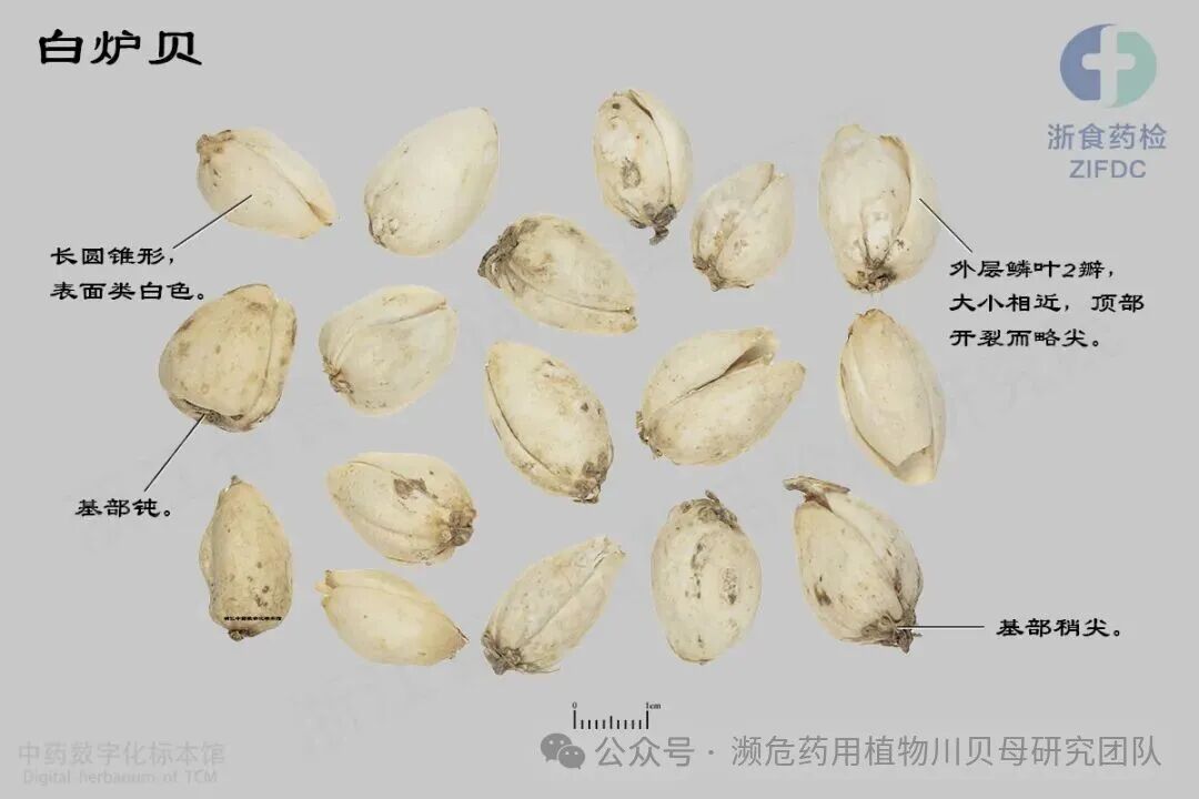 白炉贝01-梭砂贝母2024-11-26 拷贝.jpg