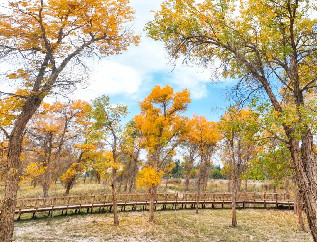 《叶河胡杨》 阿力木江