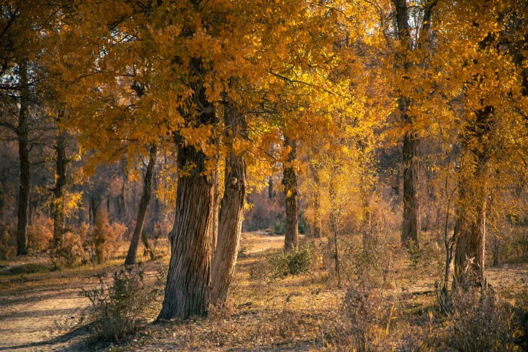 《层林尽染》阿布都力提普·司拉木