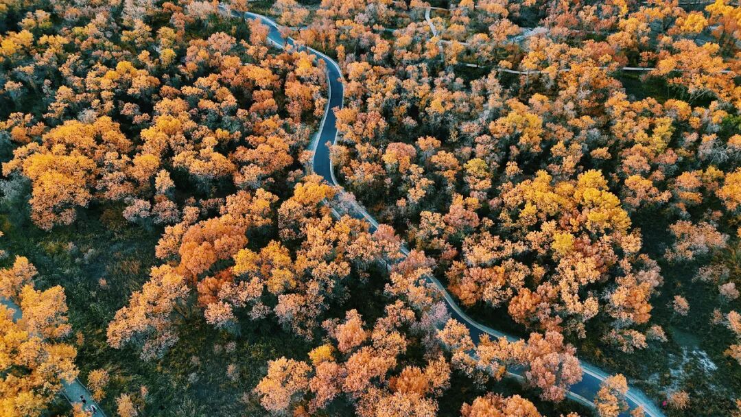 《穿林而过》倪时辉