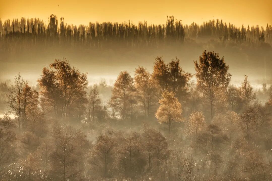 《胡杨魅影》王世鑫