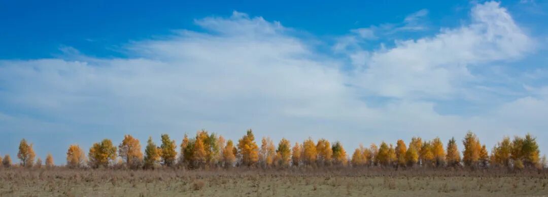 《胡杨卫士》木太里甫·麦麦提依明