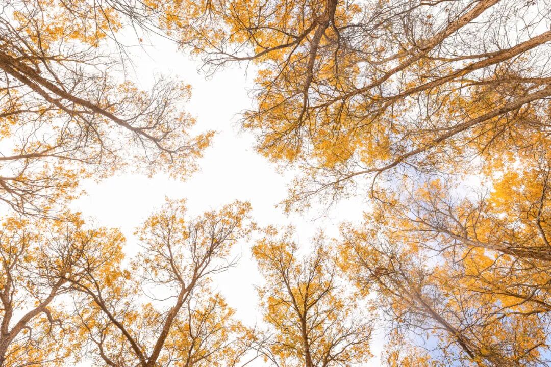 《向阳而生》 阿力木江