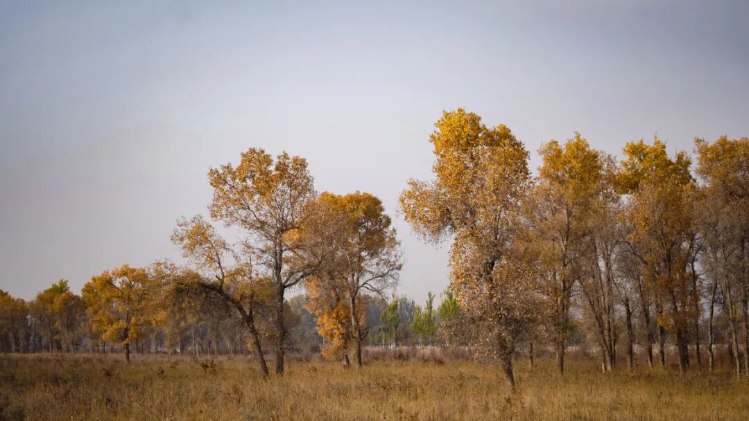 《秋日胡杨》 迪力木拉提