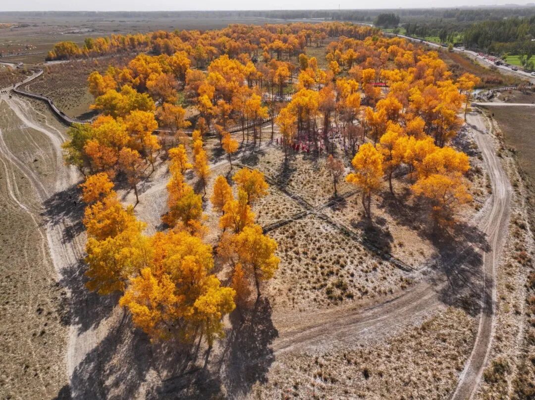 《金灿灿的胡杨林》木太里甫·麦麦提依明