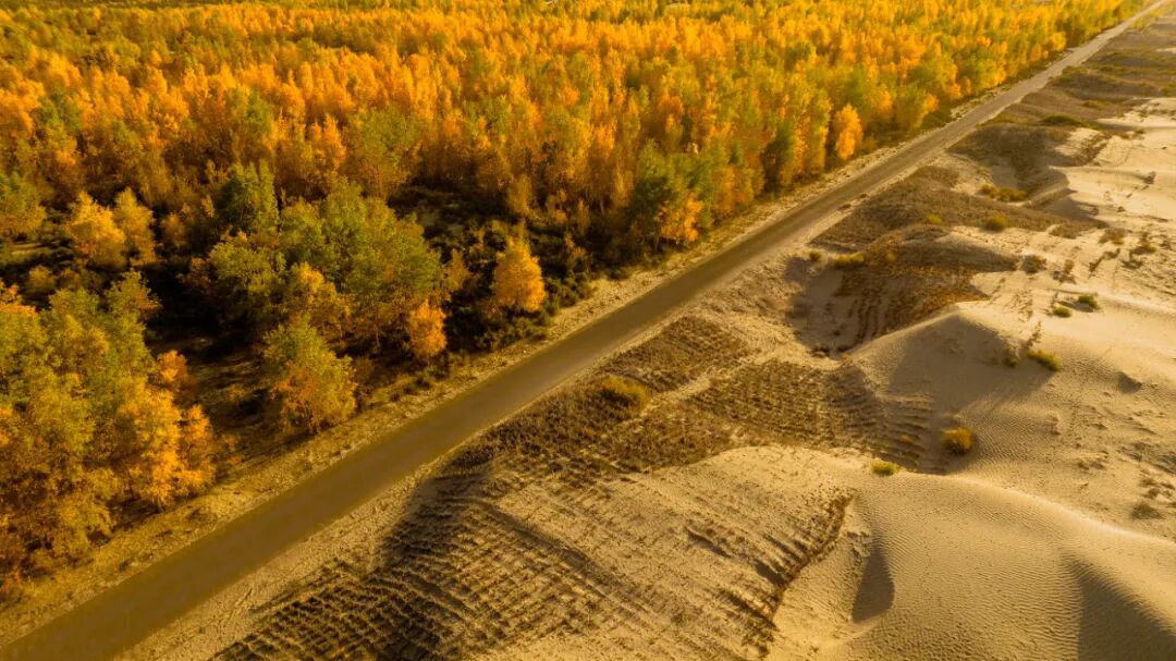 《大漠邂逅胡杨》赵登高