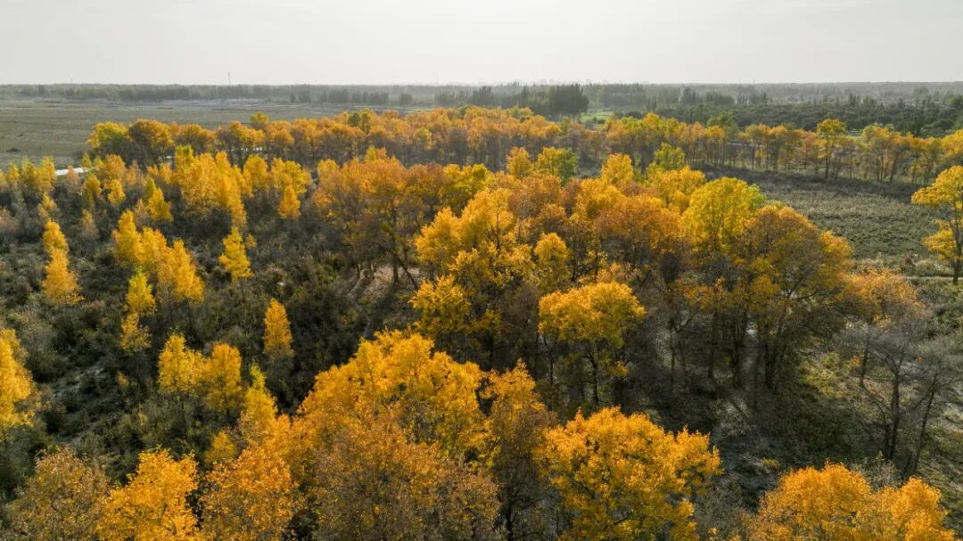 《大地胡杨》王世鑫