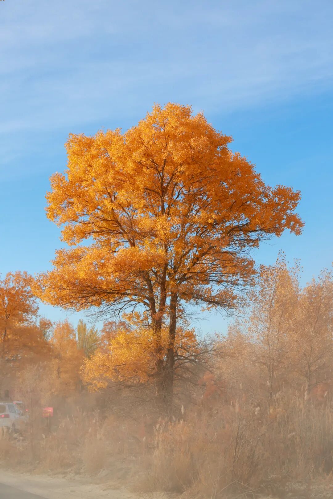 《风姿绰约》李石磊