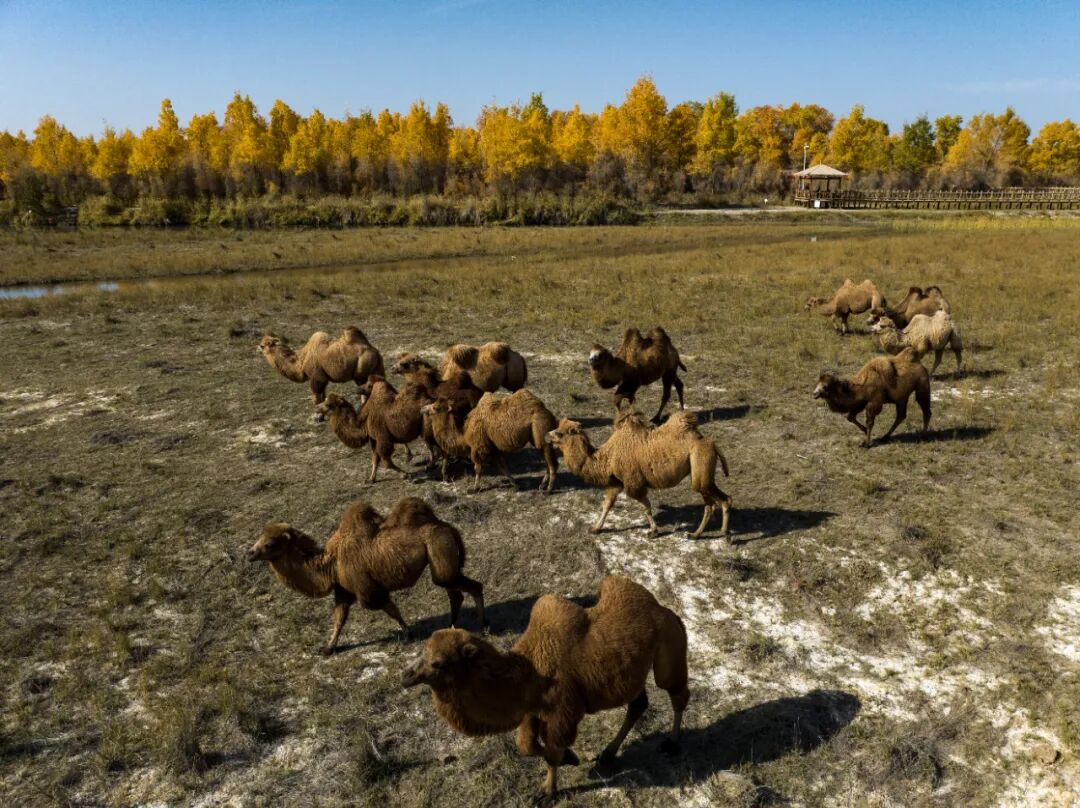 《骆  驼》邹  斌