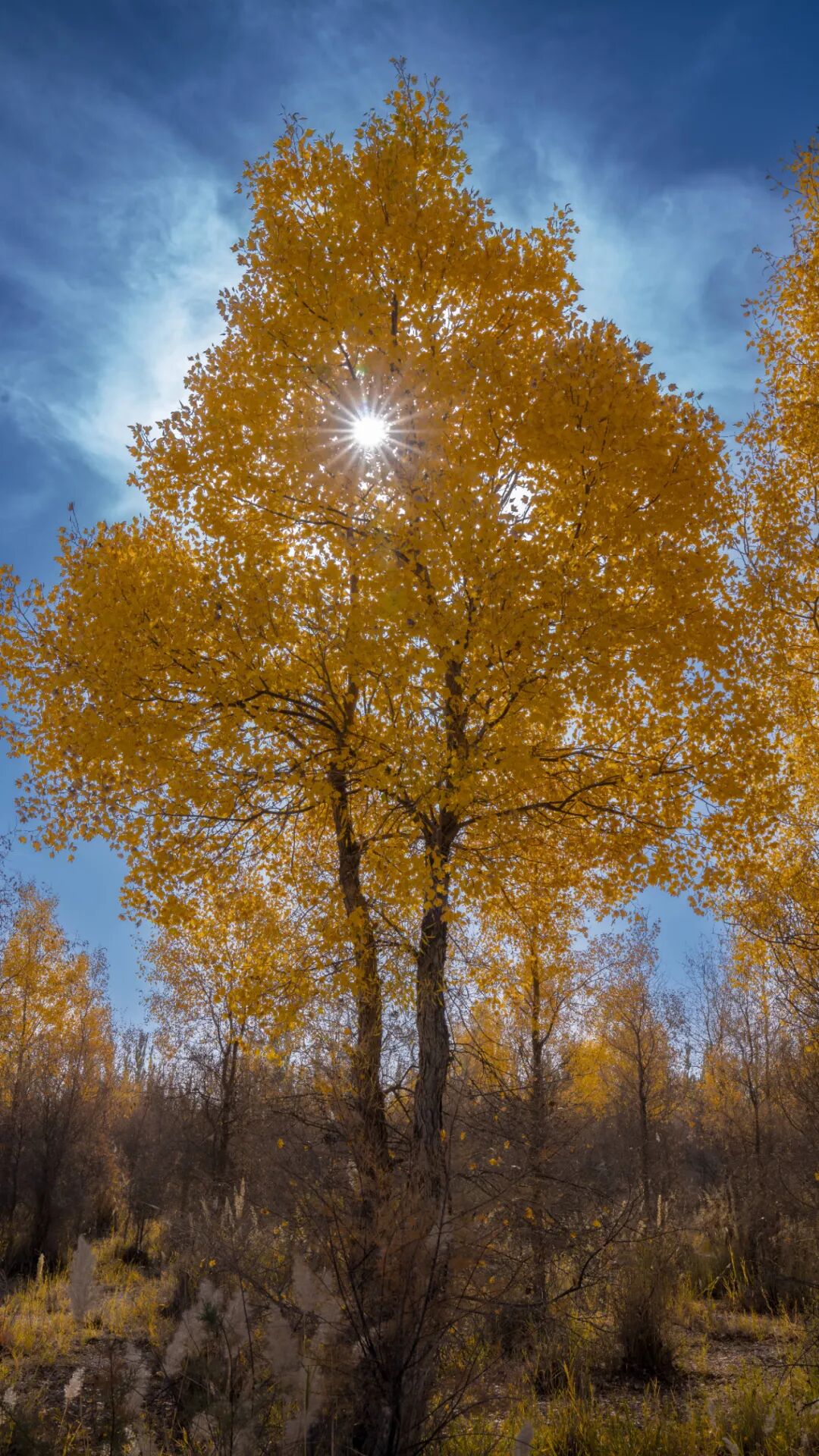 《沙漠星光》赵登高