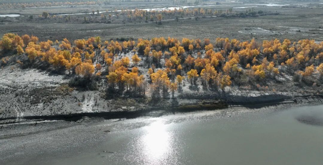 《湖畔胡杨》周成恩